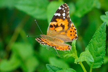 Painted Lady Butterfly