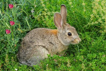 Rabbit