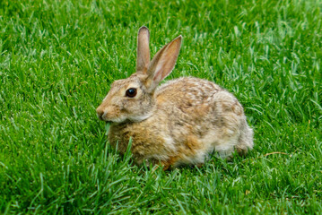 Rabbit