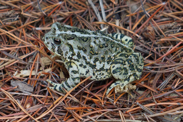 Toad