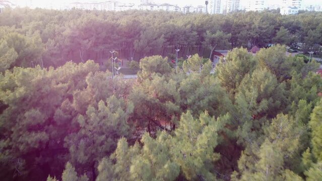 Drone filming over a park with pine trees