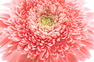 Flower head pink gerbera daisy floral background