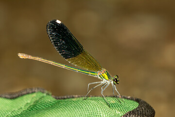 Macro shots, Beautiful nature scene damselfly.   