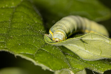 A green nasty caterpillar of a moth eating on a tomato leaf in the garden in the summer on the...
