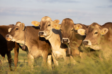 Young cows with cowbells standing on the edge of the pasture in summer, brown cattle, brown swiss