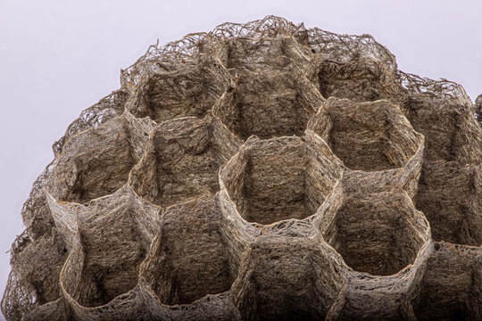 Wasp's nest in extreme magnification shows the fascinating filigree design