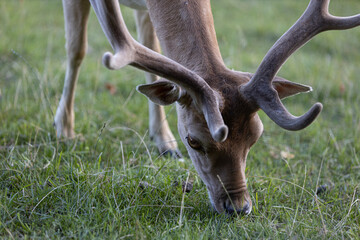 Close up of head of deer buck with new growing antlers grazing on meadow in the great plains, dama...