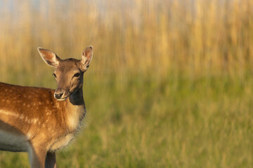 A young hind, fallow deer familiy, ist standing in the fast pleins, dama dama