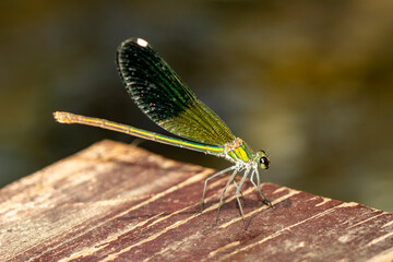 Macro shots, Beautiful nature scene damselfly.   