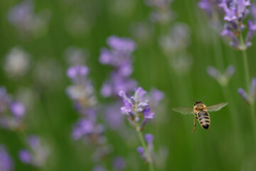 Flying honey bee collects pollen and nectar in a filed of purple lavender flowers in summer, apis