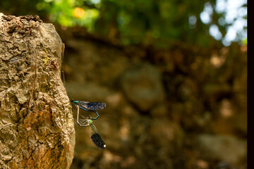 Macro shots, Beautiful nature scene damselfly.   