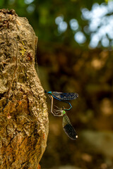Macro shots, Beautiful nature scene damselfly.   