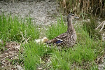 Ente mit Nachwuchs
