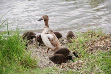 Entenfamilie