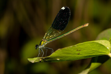 Macro shots, Beautiful nature scene damselfly.   