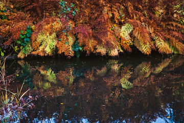 View of large fern bracken reflecting in water in the fall 