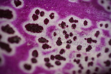Color compositions of nature, red foxglove, Digitalis purpurea in violet to dark purple, all parts of the plant are highly poisonous due to the digitaloids, July in Northern Germany