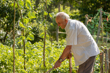 senior farmer working in the orchard, ecological self-consumption