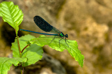 Macro shots, Beautiful nature scene damselfly.   