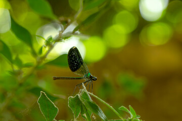 Macro shots, Beautiful nature scene damselfly.   