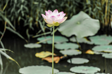 蓮 Lotus