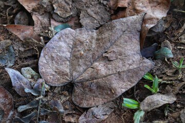 Photograph of a typical autumn landscape with dry leaves on the ground.