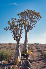 Two quiver trees standing next to a footpath at the Fish River Canyon in Namibia. Beautiful nature...