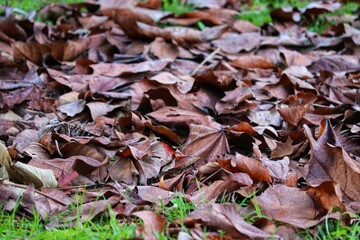 Photograph of a typical autumn landscape with dry leaves on the ground.