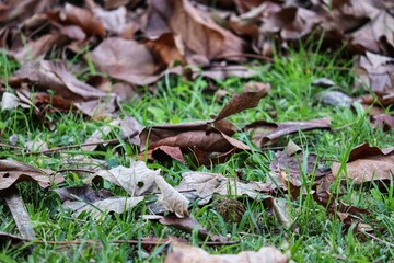 Photograph of a typical autumn landscape with dry leaves on the ground.