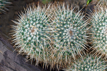 Owl-eye pincushion (Mammillaria parkinsonii). Called Owl-eye cactus and Owl's eyes also