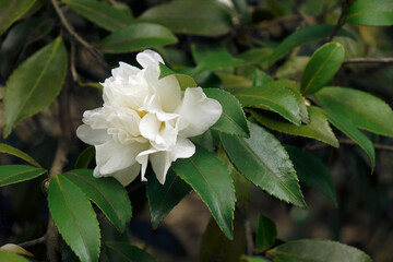 Snow Flury camellia (Camellia 'Snow Flurry'). Known as Camellia sasanqua 'Snow Flurry' also - obrazy, fototapety, plakaty