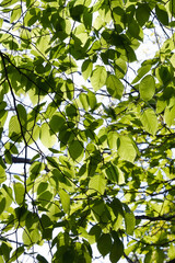 Bigleaf hornbeam (Carpinus cordata). Called Heartleaf hornbeam also