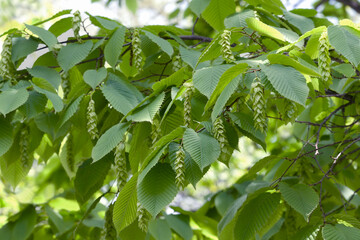 Bigleaf hornbeam (Carpinus cordata). Called Heartleaf hornbeam also