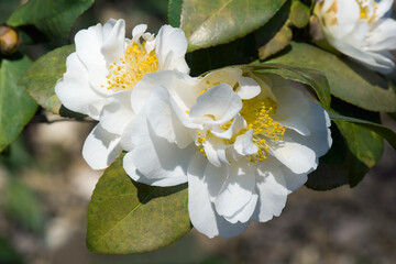 Cream Puff fragrant camellia (Camellia japonica 'Cream Puff')