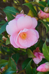 Common camellia (Camellia japonica). Called Japanese camellia also