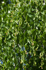 Weeping katsura tree (Cercidiphyllum japonicum 'Pendulum')