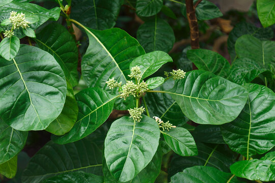 Cinchona (Cinchona officinalis). Called Fever tree also