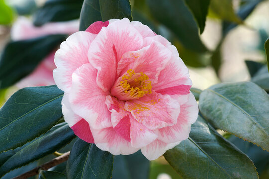 Lady Vansittart camellia (Camellia japonica 'Lady Vansittart')