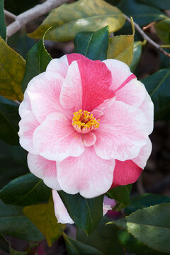 Lady Vansittart camellia (Camellia japonica 'Lady Vansittart')