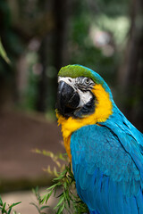 blue-and-yellow macaw