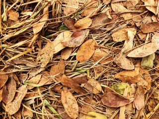Background Many autumn dry leaves top view - photo High quality