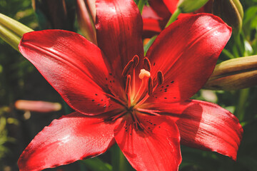 Beautiful red lilly in the garden, Lily joop flowers, Lilium oriental joop. Floral, spring, summer background. Close up. Selective focus.	 - obrazy, fototapety, plakaty