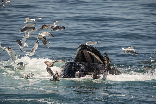 Humpback Whale (Megaptera novaeangliae) bubble-net feeding off the coast of Cape Cod