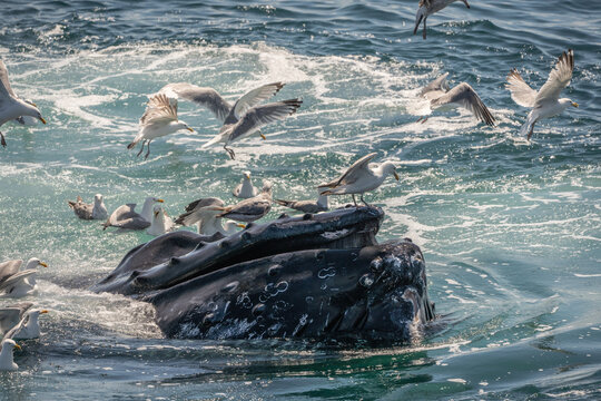 Humpback Whale (Megaptera novaeangliae) bubble-net feeding off the coast of Cape Cod