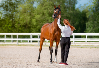 Handler shows off his fine Arabian horse. Purebred horse with its handler. Young red mare with a trainer. Summer light. Equestrian sport