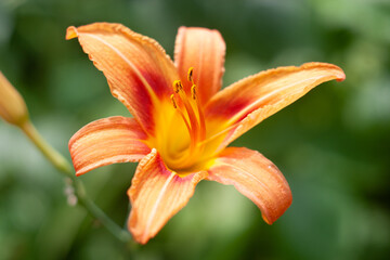 orange lily in the garden