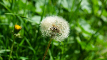 Botshoe dandelion flower on a green meadow.