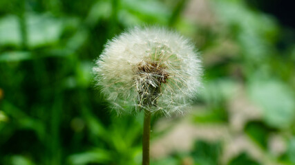 Botshoe dandelion flower on a green meadow.