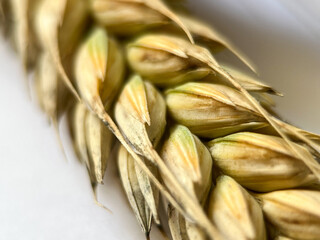 Macrophotography of a rye ear on a white isolated background. Rye grains close-up