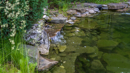 Small garden pond with many decorative plants. Nature concept for design. Small pond on a summer day in the garden.